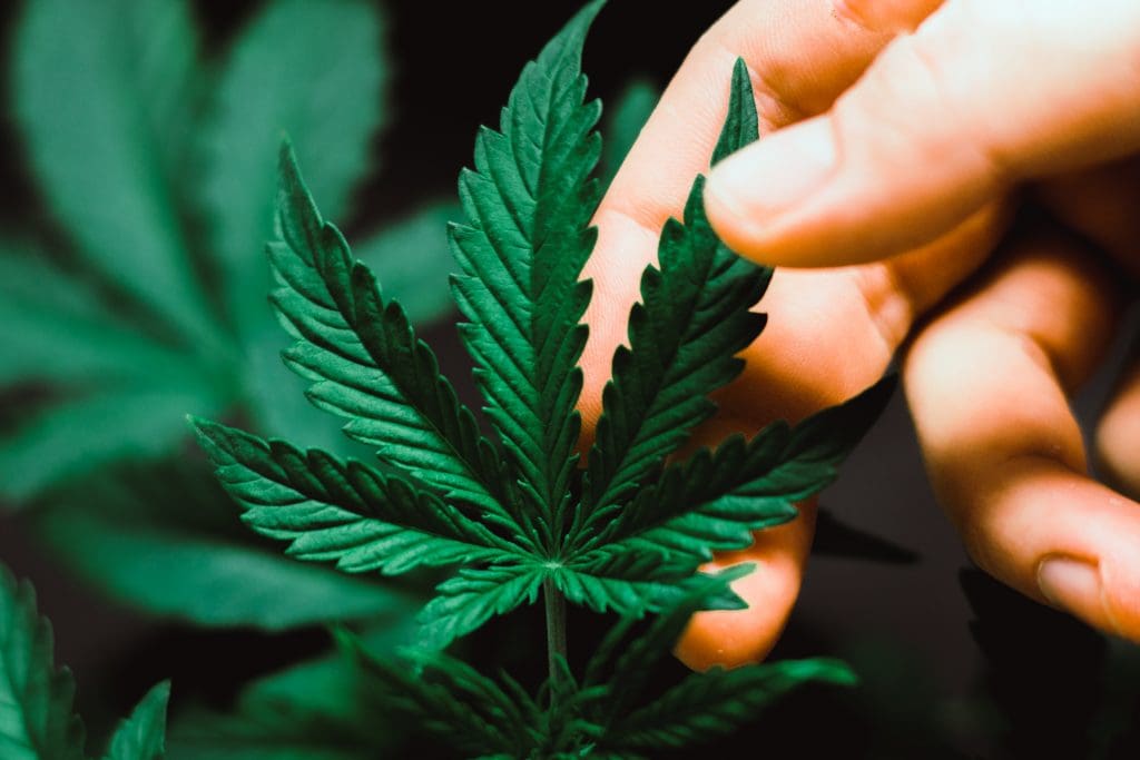 Cannabis in the Workplace Sudbury NATT Safety Services